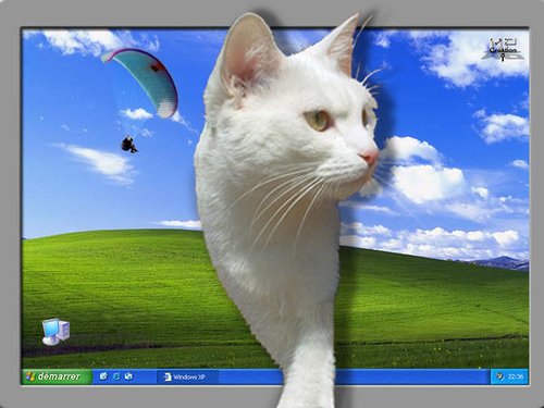 fond d ecran de chats qui bouge  wwwPQeu  Funny Pics