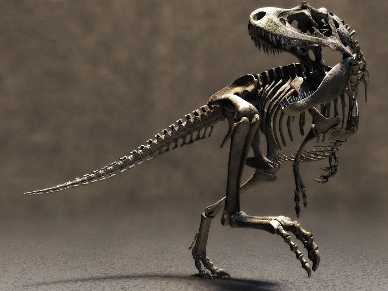 3d T-rex Skeleton