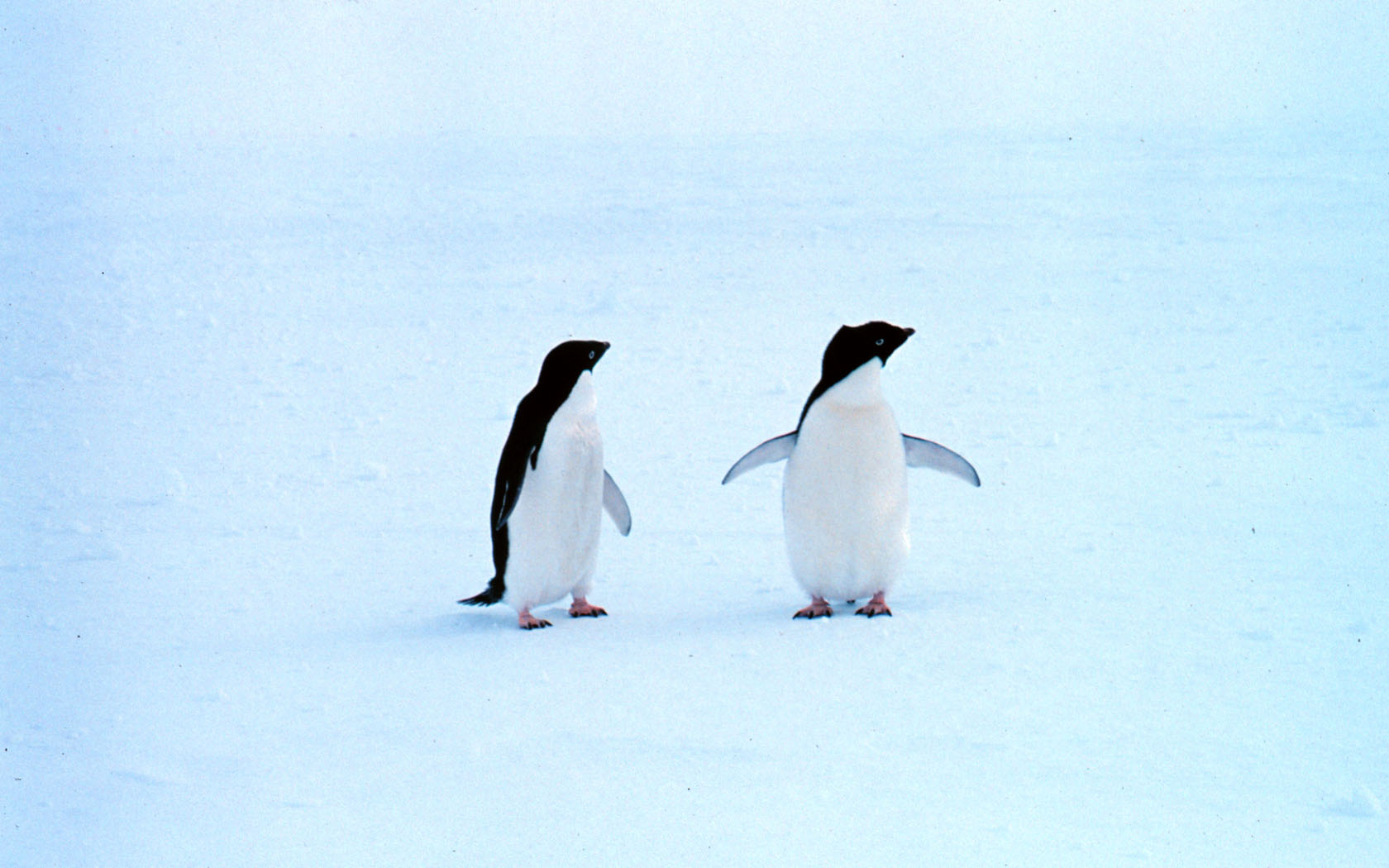 Lonely Penguins
