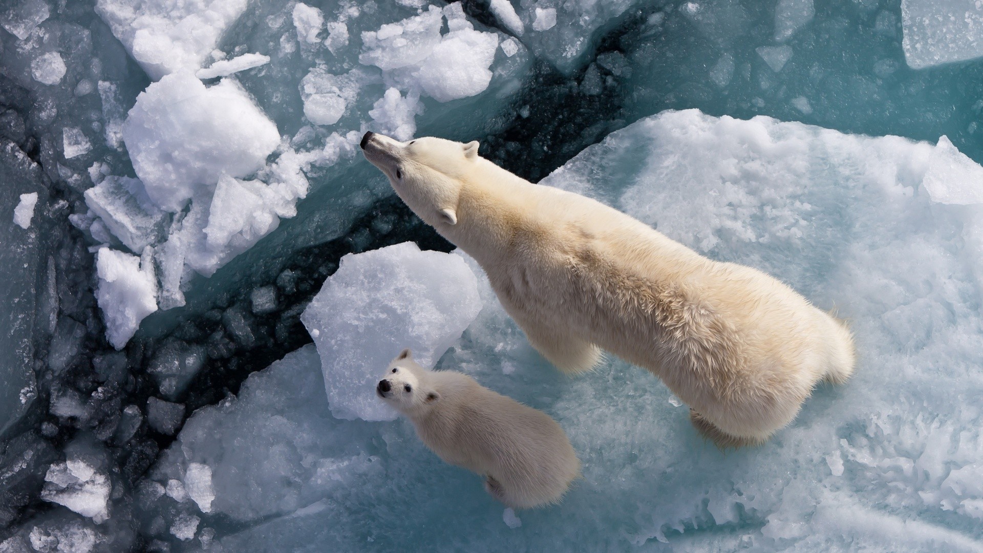 Ice Polar Bears