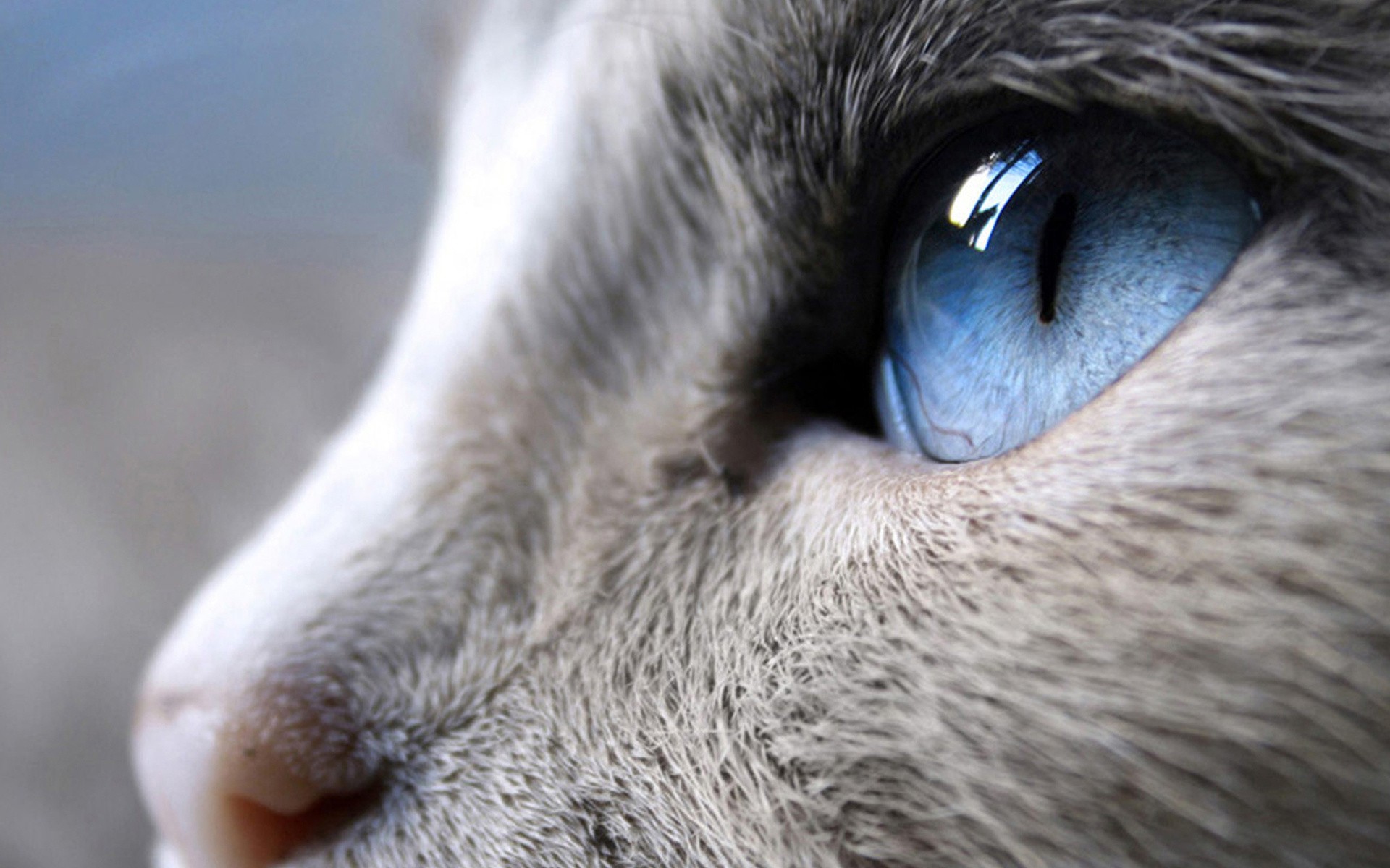 Cats Blue Eyes
