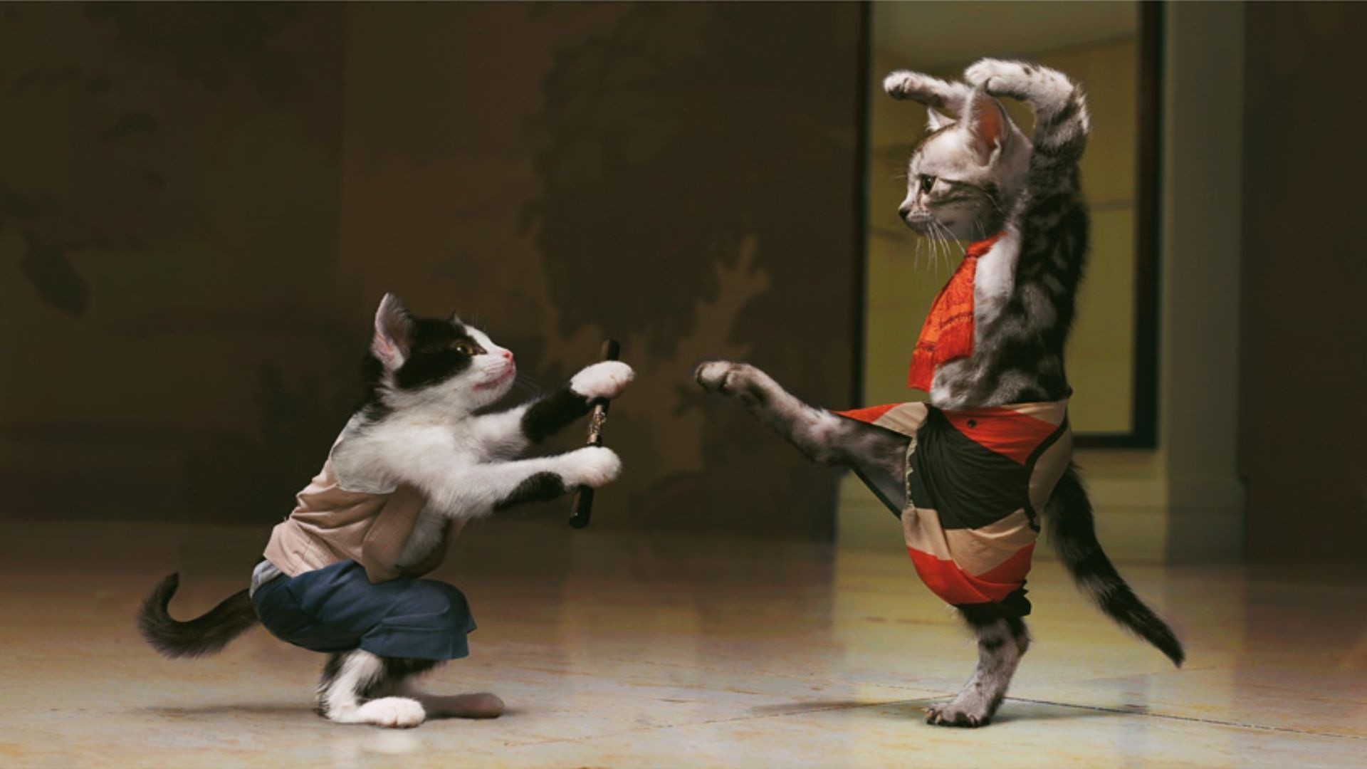 Cats Mimi Kung Fu
