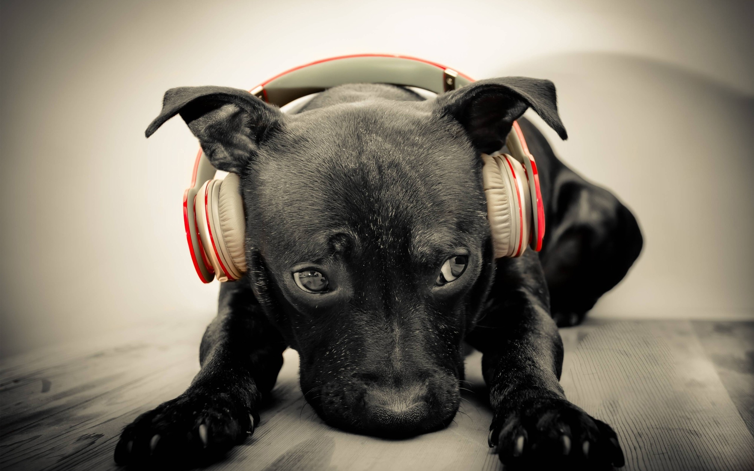 Headphones Dogs Puppies