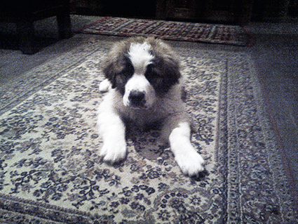 Paprika- chiot femelle croisée St Bernard de 1 mois- adoptée Image.num1555139617.of.world-lolo.com