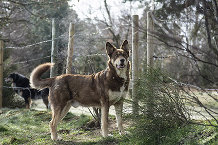 Kali- croisé Husky de 2 ans- adopté- Image.num1555519643.of.world-lolo.com