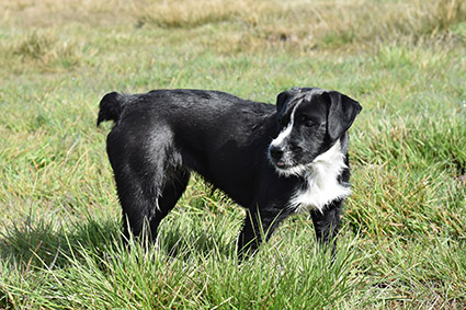  Gatchou- chiot femelle de 2 mois croisée labrador- adoptée- Image.num1555520134.of.world-lolo.com