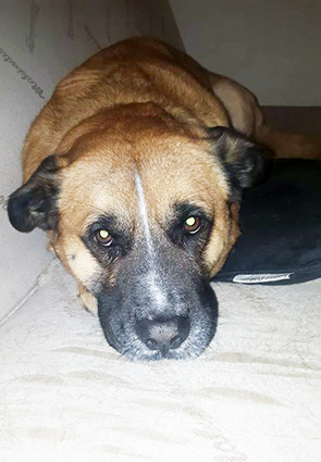 Hadess- chien mâle croisé malinois de 6 ans- retour à l'adoption- adopté Image.num1555918281.of.world-lolo.com