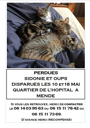 Sidonie- chaton femelle tigrée de 2 mois- à l'adoption- adoptée avec Oups- disparue Image.num1558361434.of.world-lolo.com