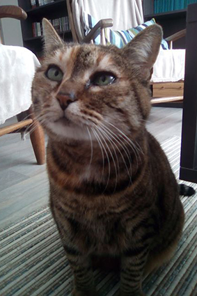 Mona- minette tigrée de 10 ans- en sociabilisation-adoptée par sa FA Image.num1559654946.of.world-lolo.com