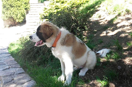 Pumpkin- chiot mâle croisé St Bernard de 1 mois- adopté Image.num1559727349.of.world-lolo.com