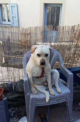 Timon- chiot x labrador- à l'adoption -adopté- - Page 2 Image.num1560060542.of.world-lolo.com