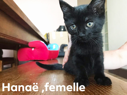 Hanaë renommée Gommette- chaton femelle noire de 7 semaines- à l'adoption- adoptée Image.num1561214099.of.world-lolo.com