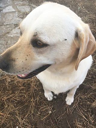 Baloo, mâle, 2 ans , x labrador adopté - Page 2 Image.num1563263027.of.world-lolo.com