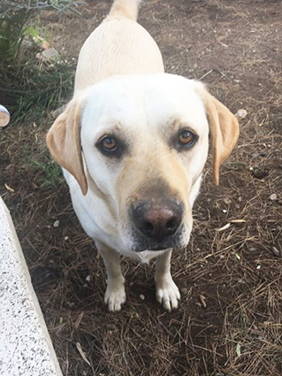 Baloo, mâle, 2 ans , x labrador adopté - Page 2 Image.num1563263047.of.world-lolo.com