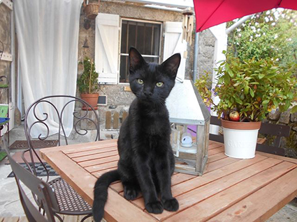 Syrius-chaton mâle noir de 3 mois et demi-adopté par sa FA Image.num1563862393.of.world-lolo.com