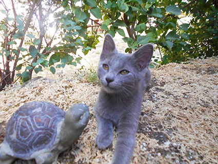 Orion- chaton mâle gris de 3 mois- à l'adoption-adopté avec ses soeurs Daina et Nova et Ping et Pong Image.num1563874284.of.world-lolo.com