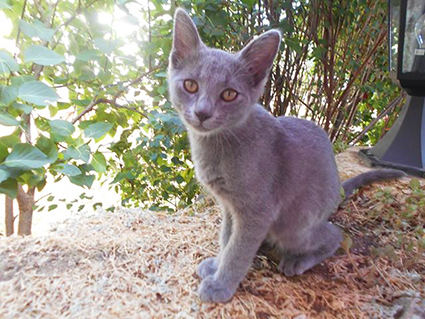 Orion- chaton mâle gris de 3 mois- à l'adoption-adopté avec ses soeurs Daina et Nova et Ping et Pong Image.num1563874308.of.world-lolo.com