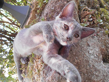 Daïna-chaton femelle de 3 mois grise et écaille de tortue- à l'adoption- adoptée avec Nova, Orion et ping et Pong Image.num1563874896.of.world-lolo.com