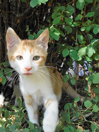 Nougat renommé Elias- chaton mâle roux et blanc de 2 mois- à l'adoption- adopté avec Malabar Image.num1564638067.of.world-lolo.com