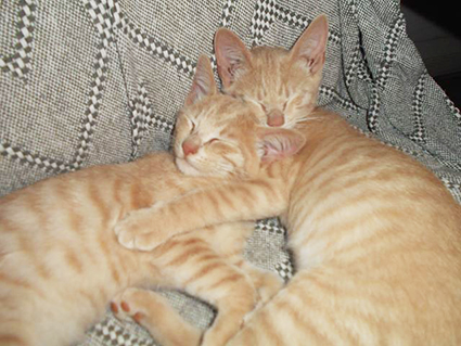 Pong (et Ping)- chaton mâle tigré roux et blanc de 3 mois- à l'adoption-adopté avec Ping Daina Nova et Orion Image.num1565329772.of.world-lolo.com