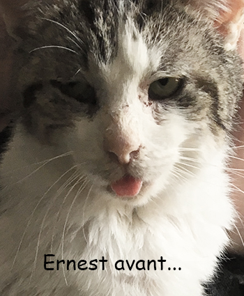 Ernest renommé Moustache- chat mâle de 8 ans tigré et blanc- à l'adoption- adopté Image.num1565717607.of.world-lolo.com