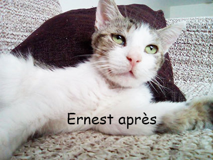 Ernest renommé Moustache- chat mâle de 8 ans tigré et blanc- à l'adoption- adopté Image.num1565717684.of.world-lolo.com