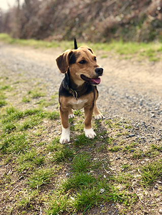 Oushka- chiot femelle de 2 mois croisée beagle- adoptée Image.num1565801052.of.world-lolo.com