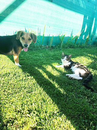 Oushka- chiot femelle de 2 mois croisée beagle- adoptée Image.num1565801077.of.world-lolo.com