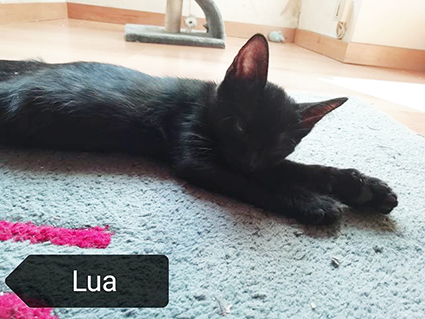 Lua1-chaton femelle noire de 2 mois et demi-à l'adoption-adoptée par sa FA Image.num1565942518.of.world-lolo.com