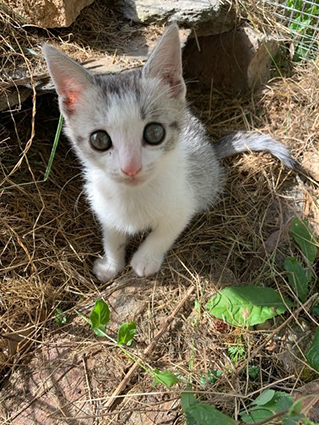 Philou-chaton mâle tigré et blanc de 2 mois- à l'adoption- adopté avec Pixel Image.num1566369196.of.world-lolo.com