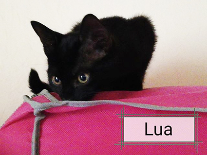 Lua1-chaton femelle noire de 2 mois et demi-à l'adoption-adoptée par sa FA Image.num1566469718.of.world-lolo.com