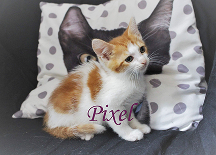 Pixel- chaton mâle blanc et roux de 1 mois et demi- à l'adoption- adopté avec Philou Image.num1567149660.of.world-lolo.com