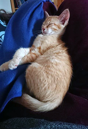 Pythagore-chaton femelle rousse de 1 mois et demi-à réserver- adoptée Image.num1567497819.of.world-lolo.com