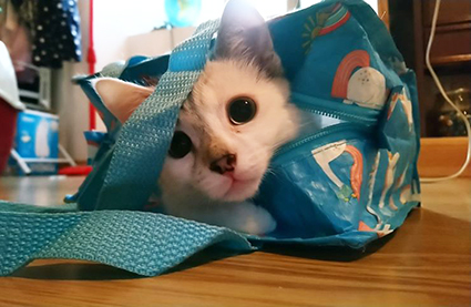 Pitchou-chaton femelle blanche tâchée de 1 mois et demi- adoptée par sa FA Image.num1567498344.of.world-lolo.com