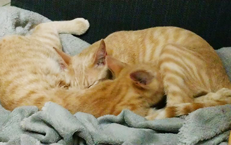 Pong (et Ping)- chaton mâle tigré roux et blanc de 3 mois- à l'adoption-adopté avec Ping Daina Nova et Orion Image.num1568106167.of.world-lolo.com