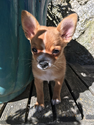 Zelda- chiot femelle croisée chihuahua de 1 mois- adoptée Image.num1568474007.of.world-lolo.com