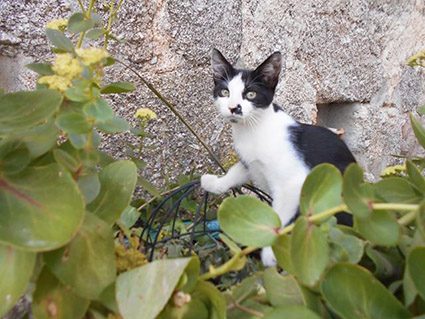 Félix-chaton mâle noir et blanc de 2 mois-à l'adoption-adopté Image.num1568791708.of.world-lolo.com