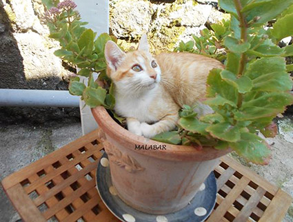 Malabar renommé Merlin-chaton mâle roux et blanc de 2 mois- à l'adoption-adopté avec Nougat Image.num1568793165.of.world-lolo.com