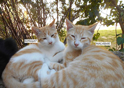 Malabar renommé Merlin-chaton mâle roux et blanc de 2 mois- à l'adoption-adopté avec Nougat Image.num1568793191.of.world-lolo.com