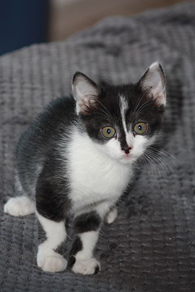 Zebra-chaton femelle noire et blanche de 2 mois- à l'adoption-adoptée Image.num1570463074.of.world-lolo.com