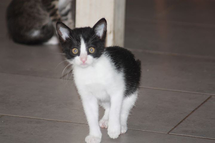 Candy renommée Câline-chaton femelle noire et blanche de 2 mois-à l'adoption- adoptée Image.num1570463242.of.world-lolo.com