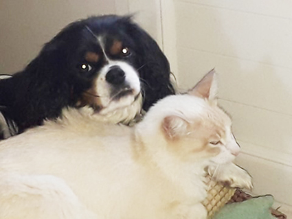 Loustick- mâle cavalier king charles de 3 ans ( et le chat Manhattan) -adoptés- Image.num1571121915.of.world-lolo.com