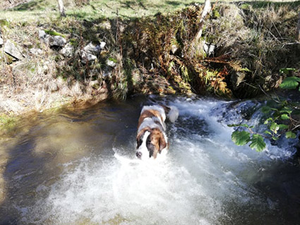 Pumpkin- chiot mâle croisé St Bernard de 1 mois- adopté Image.num1573123426.of.world-lolo.com