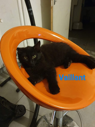 Vaillant- chaton mâle noir de 2 mois- à l'adoption- adopté Image.num1573546194.of.world-lolo.com