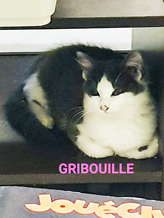 Gribouille- chaton femelle de 2 mois grise et blanche- à l'adoption- adopté Image.num1573546300.of.world-lolo.com