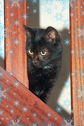 Bouba-chaton mâle noir de 4 mois- à l'adoption-adopté avec Polly Image.num1575883873.of.world-lolo.com