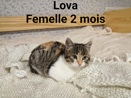 Lova- chaton femelle isabelle de 2 mois- à l'adoption-adoptée Image.num1576062007.of.world-lolo.com