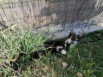 Paillette-chaton femelle noir et blanche de 3 mois-à l'adoption-adoptée Image.num1577953043.of.world-lolo.com