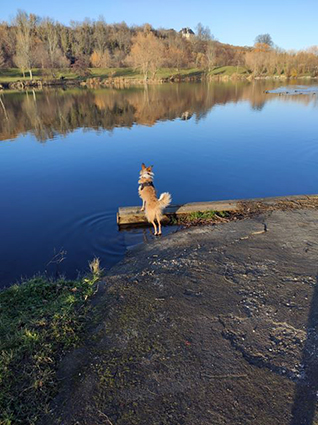 (63) - Lilie / Happy - Chienne de 2 ans griffon X fox de 12 kg - Sortie de fourrière ! Adoptée ! - Page 2 Image.num1579248733.of.world-lolo.com