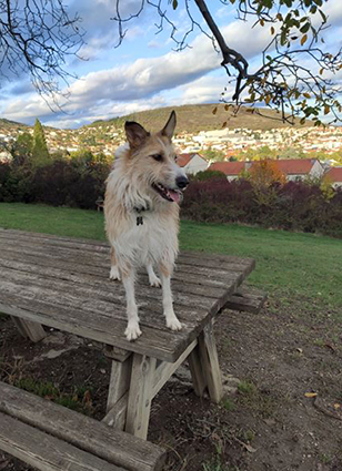 (63) - Lilie / Happy - Chienne de 2 ans griffon X fox de 12 kg - Sortie de fourrière ! Adoptée ! - Page 2 Image.num1579248764.of.world-lolo.com